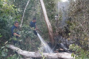 Cozumel News February 20th, 2014 forest fire