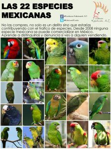 22 Species Loros Mexicanos